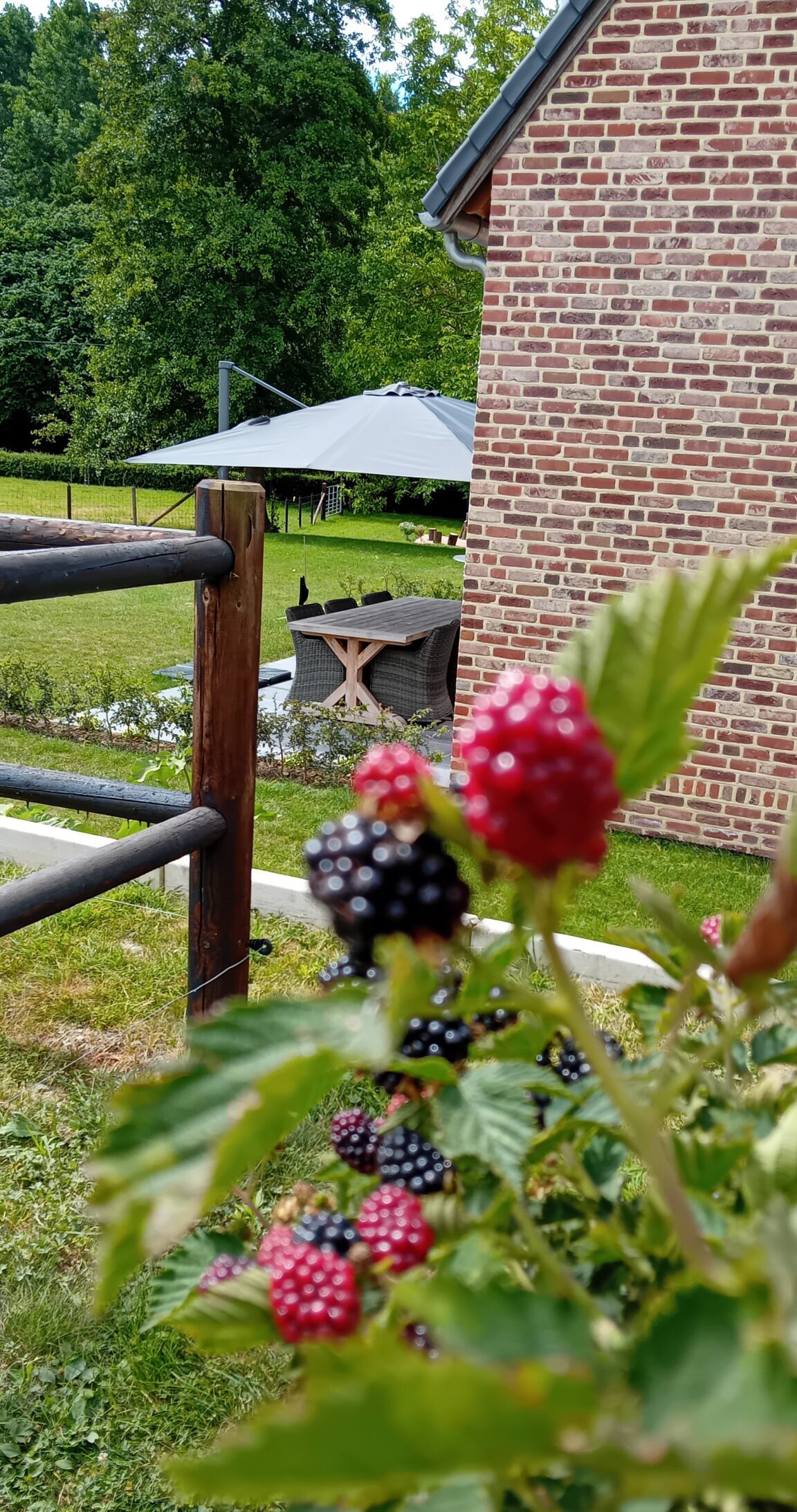 Bloemen langs het houten wandelpad
