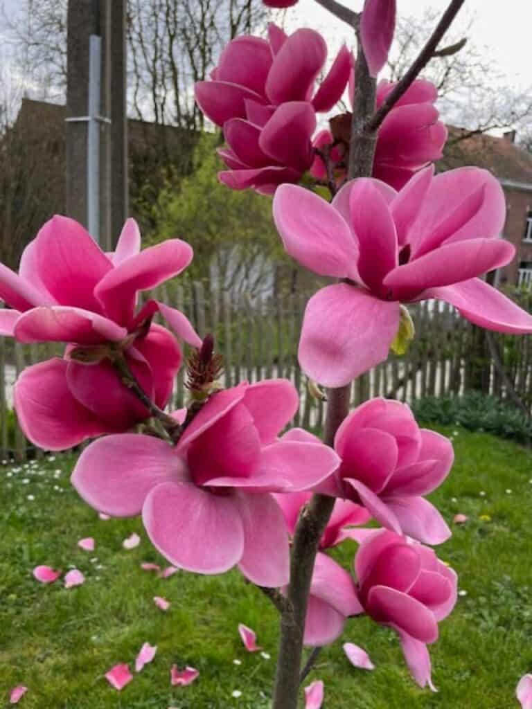 Roze magnoliabloesems