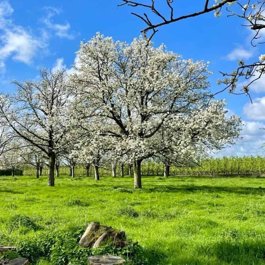 Bloeiende fruitbomen in een groene boomgaard