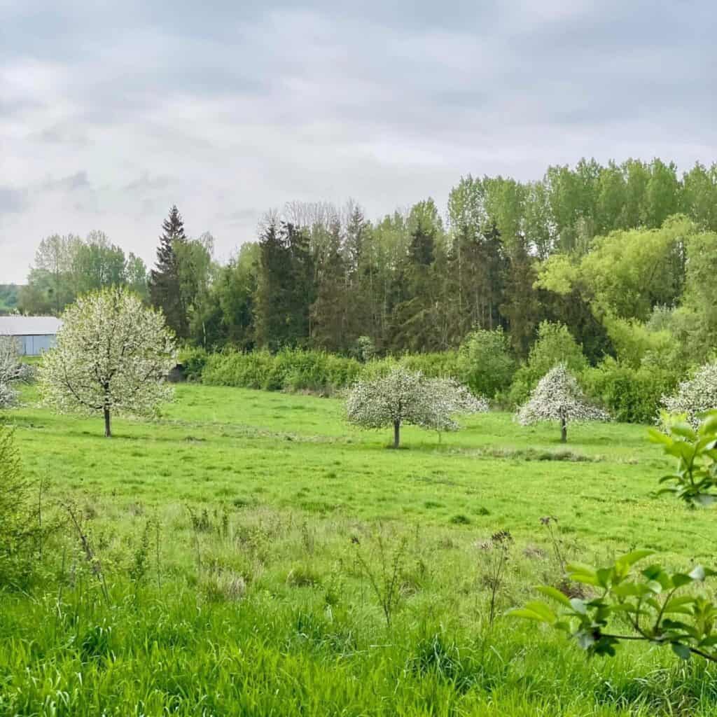Boomgaard in het voorjaar