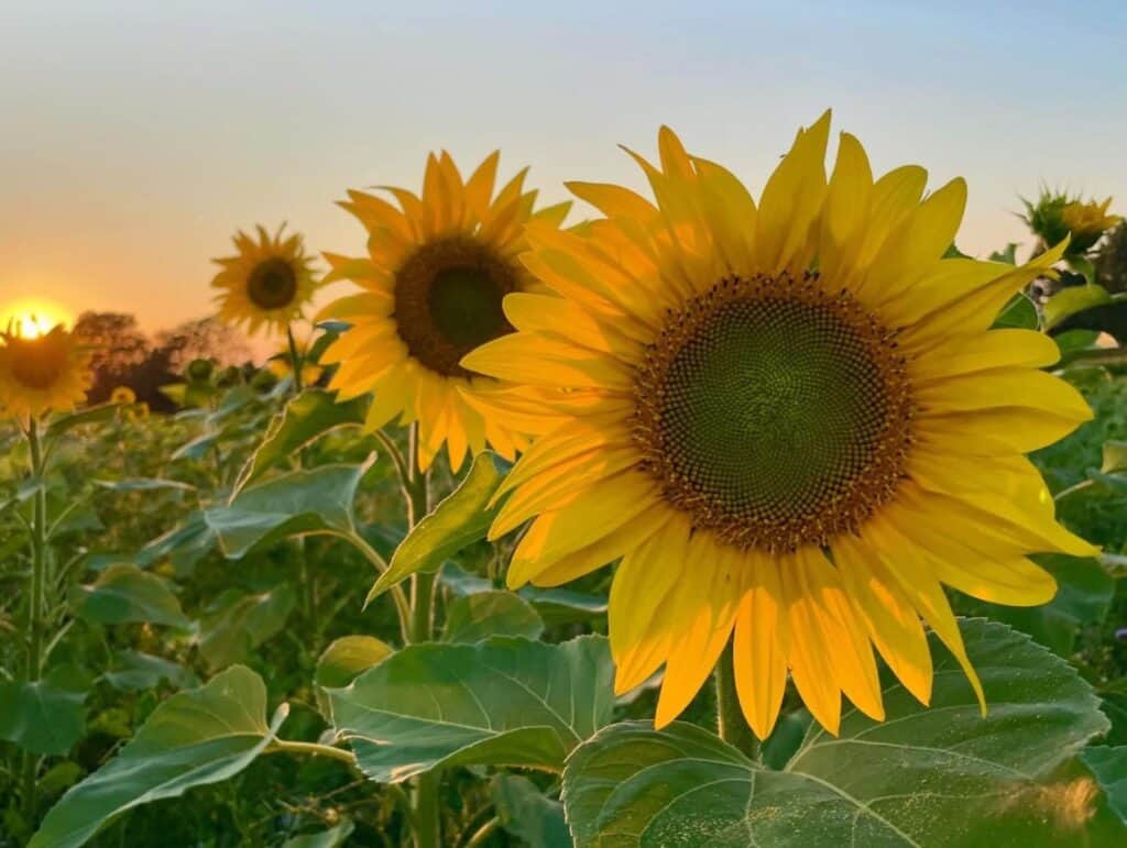Zonnebloemen bij zonsondergang