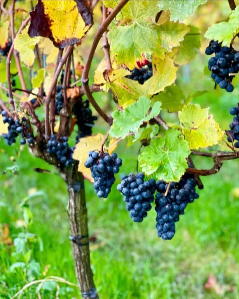 Blauwe druiventrossen aan de wijnrank