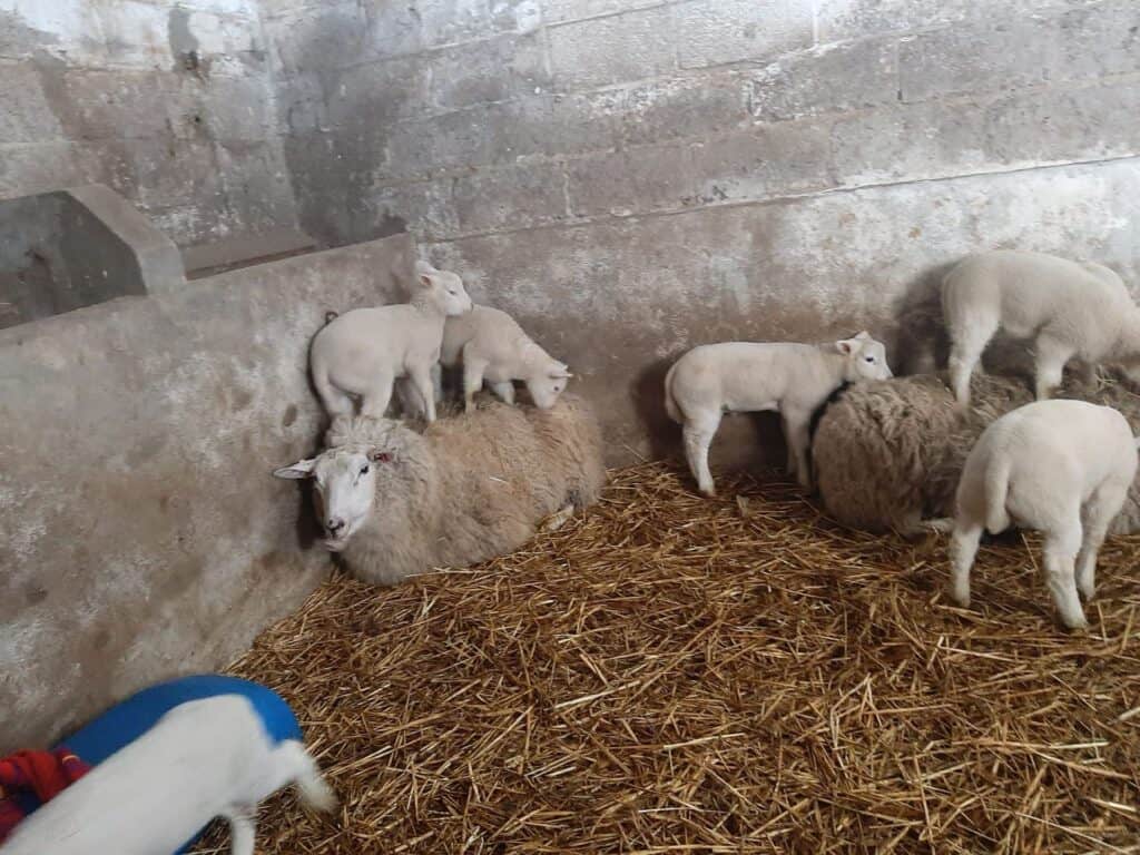 Schapen met lammeren in de stal