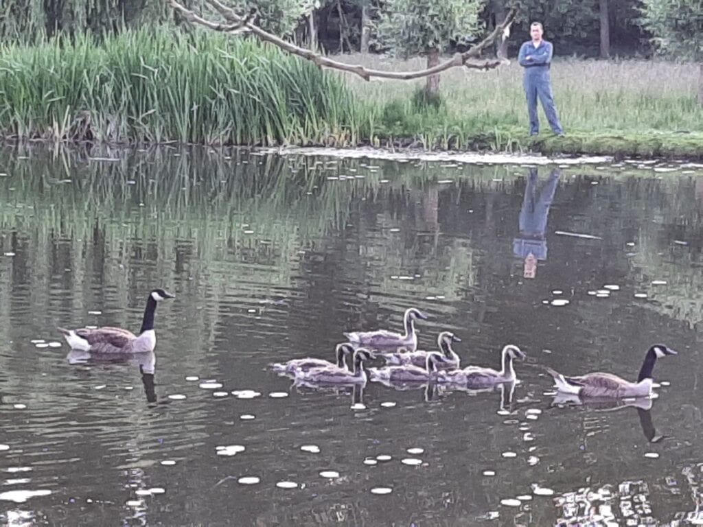 Ganzen met jongen op de vijver