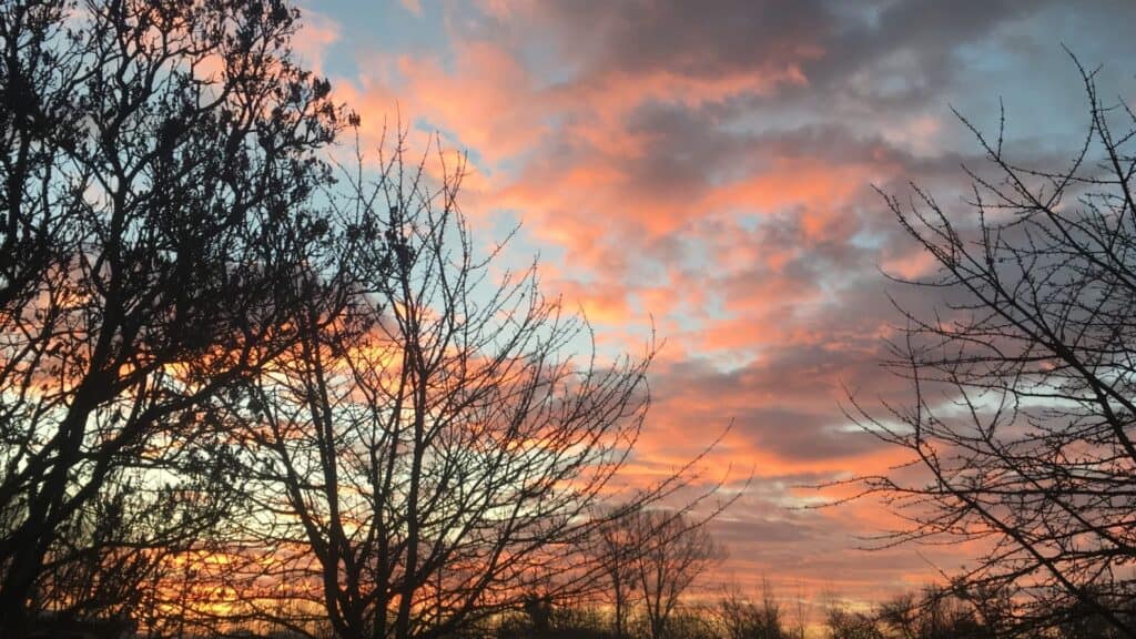 Kleurrijke zonsondergang tussen de bomen