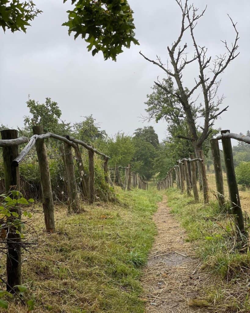 Landelijk wandelpad tussen knotwilgen