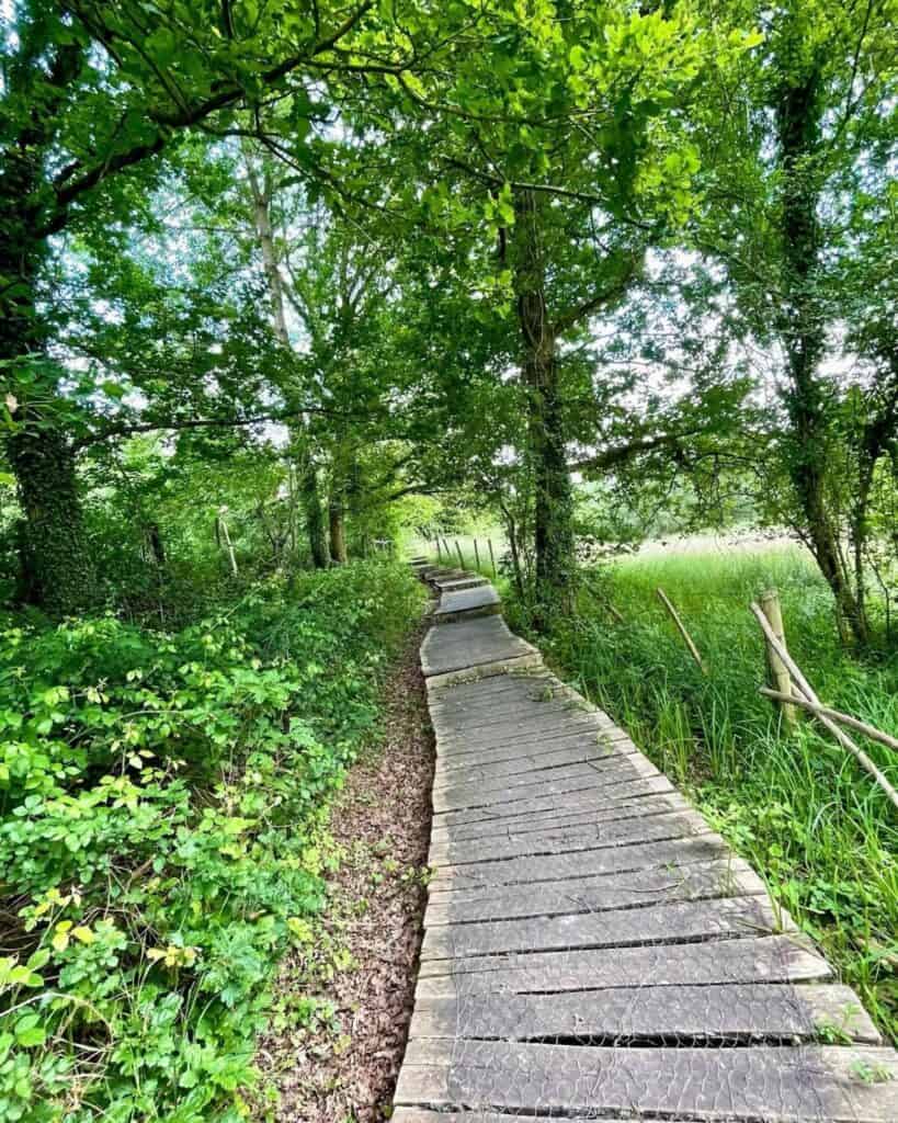 Houten wandelpad door het groen